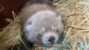 Birth of twin red panda cubs at Whipsnade Zoo offers hope for endangered species