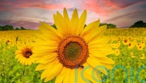 3 of the best UK sunflower fields to snap a selfie in