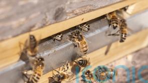 Police hunt thief who stole 14 beehives in Welsh town