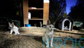 Cyprus allows human Covid medications to be used on cats to fight virus mutation