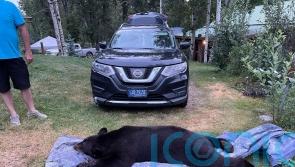 Man shocked to find night-time intruder in living room is 20st black bear