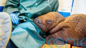 Vets prescribe round-the-clock ‘cuddling’ for orphan walrus calf
