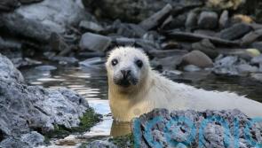 Volunteers wanted to live on remote island and count seals for annual survey