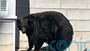 US authorities capture suspects in string of burglaries – a bear and her cubs
