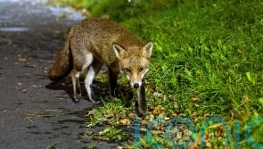 Urban foxes ‘bolder but not cleverer’ than rural cousins, study suggests