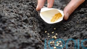 5 veg you can still sow in summer