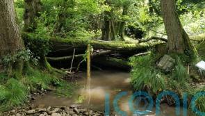 Beaver-like dams can protect communities from flooding, study finds