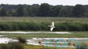 Spoonbill chick fledges on Norfolk Broads ‘for first time since 17th century’