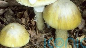 Wild mushrooms suspected of killing three who ate lunch together in Australia