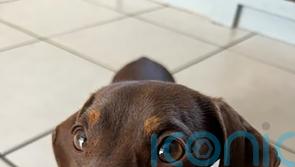 Man arrested on suspicion of burglary after dachshund Twiglet taken from home