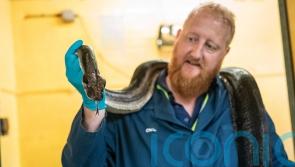 Snakes, frogs and starfish among animals which pass through Heathrow Airport