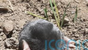 Two new kinds of mole discovered in mountains of Turkey