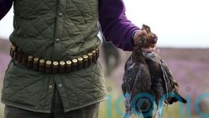 Grouse shoots ready for last ‘Glorious 12th’ before licensing scheme begins