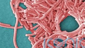 Legionella bacteria can cause serious lung disease that is fatal in 10% of cases