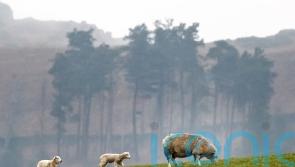 Countryside business boom as almost 100,000 new rural firms launched