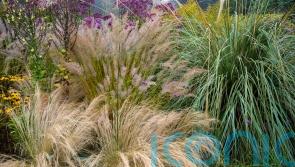 5 ornamental grasses to add movement to your garden