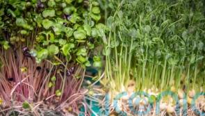 Microgreens and mature vegetables might both limit weight gain, study suggests
