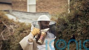 Refugees activist ‘excited’ by therapeutic beekeeping farm renovation