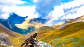 Bats feast as insects migrate through Pyrenees – study