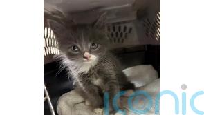 Cat’s out of the bag: Kitten turns up in a stolen car in Connecticut