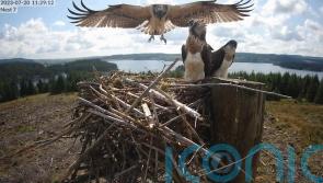 Stunning pictures show osprey’s first flight from forest nest