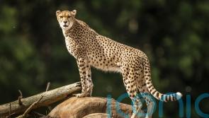 Endangered cheetahs arrive at Yorkshire Wildlife Park