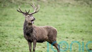 Ending closed deer seasons could allow ‘indiscriminate killing’, MSP warns