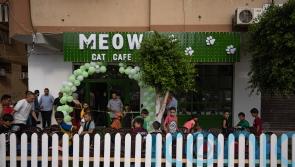 Gaza Strip gets its first cat cafe