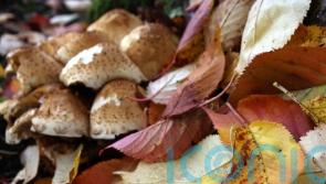 Foragers asked not to strip Scotland’s forests bare of wild mushrooms