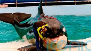 Killer whale dies at Miami Seaquarium after half-century in captivity
