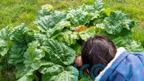 Homegrown fruit and veg makes for healthier diet and less waste, study suggests