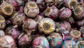 How to force bulbs to flower at Christmas