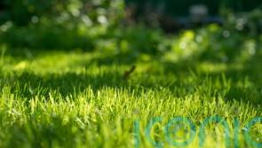 What you really need to do in autumn to keep your lawn in shape