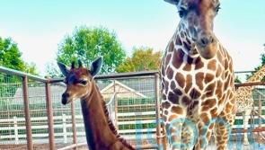 Rare spotless giraffe with no coat pattern born at US zoo