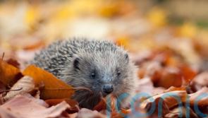 £6 million rewilding fund to help UK’s threatened species