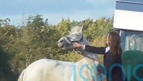 Former teacher ‘chastised’ horse by smacking it multiple times, court told