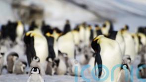 Antarctic sea ice loss causes unprecedented emperor penguin breeding failure