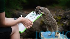 From tallest giraffe to tiniest tadpole: London Zoo conducts annual weigh-in
