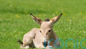 Zoo celebrates birth of critically-endangered African wild ass