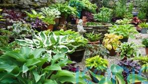 8 of the coolest plants for shady gardens