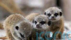 Baby meerkats explore their surroundings at safari park
