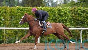 Pipe eyeing Cesarewitch date with new recruit Wordsworth