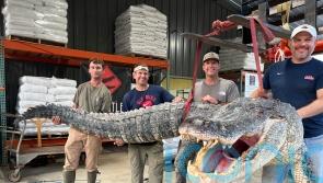 Longest alligator in Mississippi history captured by hunters
