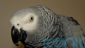 Motorway driver with parrot on shoulder stopped by police