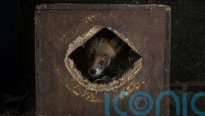 First images in Wildlife Photographer of the Year competition revealed