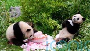 Germany-born pandas celebrate their 4th birthday ahead of expected trip to China