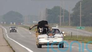 Man pulled over for driving with huge bull called Howdy Doody in passenger seat