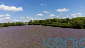 ‘Urgent action’ needed on unsustainable soil degradation, campaigners warn