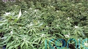 1.2 million euro of cannabis seized in Dublin area