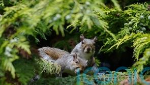 Major international report on invasive species to be published